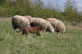 BORDER COLLIE - MOUTONS 086